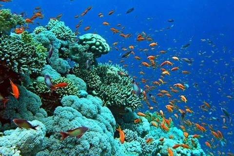 Экосистема кораллов в заливе Халонг. (Фото: baoquangninh.com.vn)