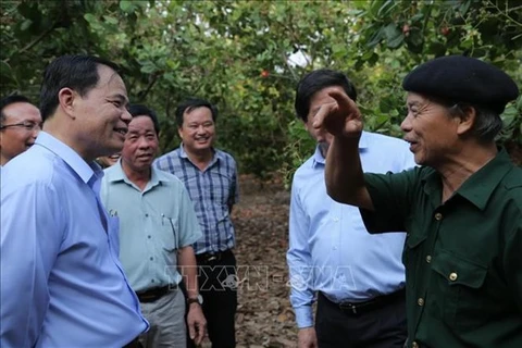 Министр сельского хозяйства и развития сельских районов Нгуен Суан Куонг (на первом плане слева) посещает ферму кешью в провинции Биньфыок (Фото: ВИА)