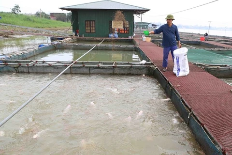 Провинция Лонган планирует увеличить производство аквакультуры как минимум 60.000 тонн в 2021 году (Фото: ВИА)
