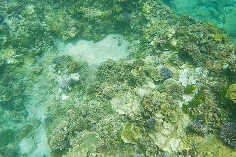 Коралл серьезно поврежден ядовитыми морскими звездами (фото любезно предоставлено Нгуен Ван Жой)