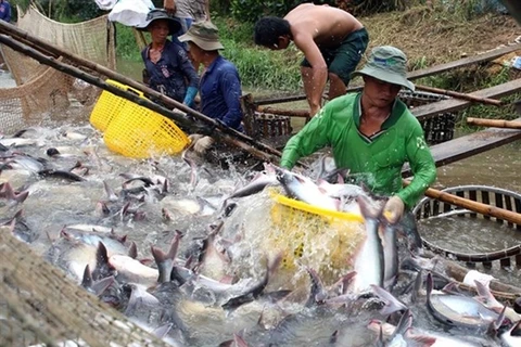 Рыбаки упаковывают пангасиуса Бокорта в рыбоводном кооперативе Тан Тхань в провинции Виньлонг (Фото: ВИА)
