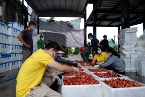 Сотрудники Vietnam Post раздают фермерам инструкции по упаковке личи. Подключение фермерских хозяйств к платформам электронной коммерции и вывод сельскохозяйственной продукции в интернет имеет решающее значение для продвижения цифровой экономики в сельско