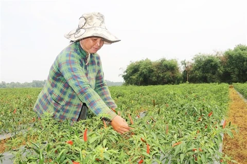 Тхать Тхи Шань в уезде Каунганг провинции Чавинь перешла от выращивания арахиса к выращиванию красного перца чили на своем поле площадью 4.000 кв. м в этом году и получила высокую прибыль. (Фото: ВИА)
