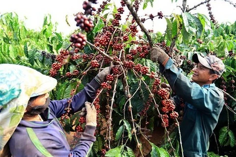 Фермеры собирают кофе (Фото: ВИА)