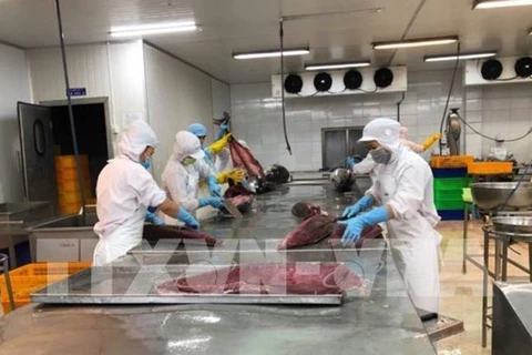 Переработка тунца на фабрике в южно-центральной провинции Кханьхоа. (Фото: ВИА)