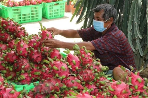 Драгонфрут входит в число свежих вьетнамских фруктов, которым разрешено поступать на рынок США. (Фото: ВИА) 