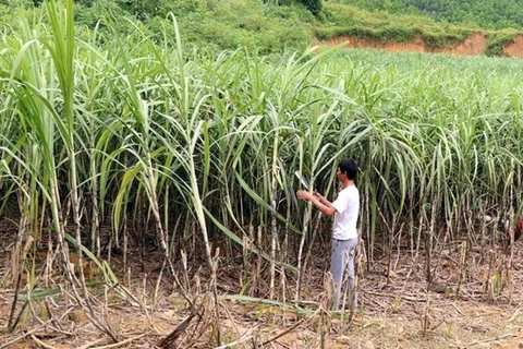 Вьетнам остается крупнейшим импортером сахара, третьим по величине торговым партнером и третьим по величине иностранным инвестором Лаоса после Таиланда и Китая, сообщает Vientiane Times 11 октября. (Фото: ВИА) 