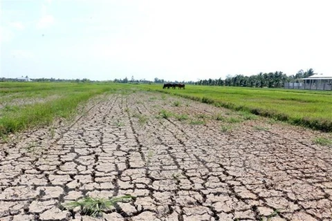 Засуха иссушает рисовые поля в провинции Бенче в дельте Меконга. Регион Дельты сталкивается с риском нехватки воды, засухи и засоления. (Фото: ВИА)