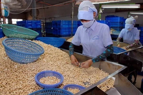 Переработка орехов кешью на экспорт. (Фото: ВИА) 
