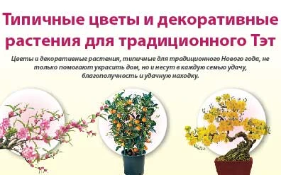 Типичные цветы и декоративные растения для традиционного Тэт