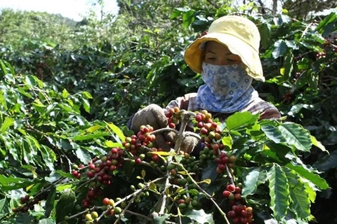 Стоимость экспорта кофе в декабре 2021 года увеличилась на 26,2% по сравнению с ноябрем 2021 года. (Фото: kinhtedothi.vn) 