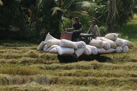В 2021 году производство риса увеличится на 1,1 млн. тонн (Фото: ВИА) 