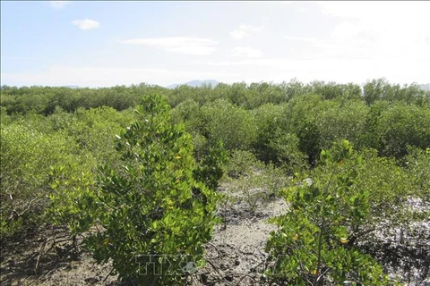 Модель посадки мангровых зарослей для восстановления экосистем, чтобы справиться с изменением климата в районе Дамнай (уезд Ниньхай)).