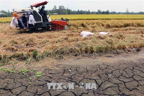 Изменение климата наносит большой ущерб сельскохозяйственному производству в Виньлонге. (Фото: ВИА)