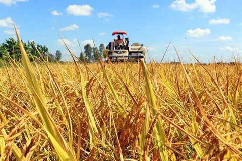 Рис собирают в провинции Виньлонг в дельте Меконга. (Фото: ВИА) 