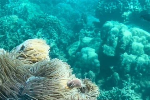 Коралловый риф в среднем состоянии в заливе Нячанг. (Фото: ВИА)