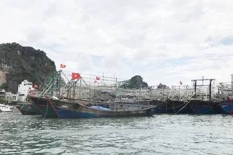 Северная прибрежная провинция Куангнинь добилась значительного прогресса в выполнении рекомендаций Европейской комиссии (ЕК) по вьетнамским морепродуктам в рамках своих усилий по борьбе с незаконным, несообщаемым и нерегулируемым (ННН) промыслом. 
