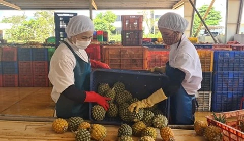 Переработка ананасов на заводе компании по экспорту продуктов питания Dong Giao в провинции Жалай. (Фото: ВИА) 