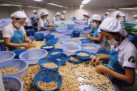 Переработка орехов кешью на экспорт (Фото: ВИА) 