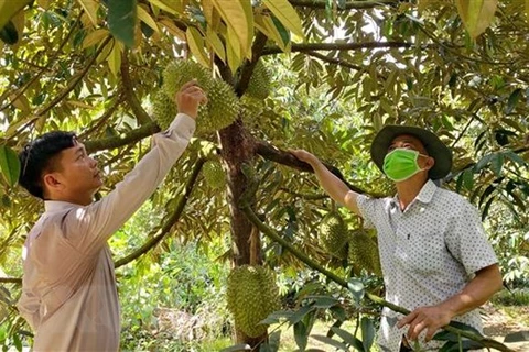 Многие фермеры, выращивающие дуриан в общине Танхой уезда Фонгдиен хотят получить код зоны выращивания, чтобы экспортировать дуриан по официальному каналу. (Фото: ВИА)
