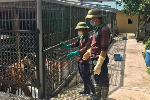 В Ханойском центре спасения диких животных содержатся 36 тигров. (Фото: hanoimoi.com.vn)