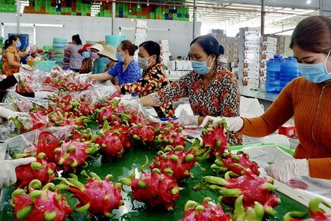 Драгонфрукты из Биньтхуана, соответствующие стандартам VietGAP, упаковываются для экспорта. (Фото: thanhnien.vn)