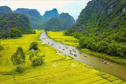 Золотые поля спелого риса в туристической зоне Тамнок - Битьдонг в уезде Хоалы, провинция Ниньбинь. (Фото: ВИA)
