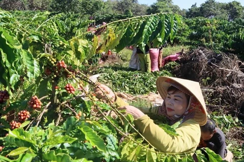 Фермеры собирают урожай кофе в общине Тхошон уезда Буданг, провинция Биньфыок. (Фото: ВИA)