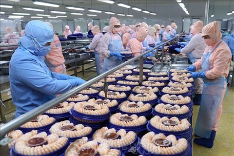 Рабочие обрабатывают креветки для экспорта на предприятии Minh Phu Seafood Corp. (Фото: ВИA)