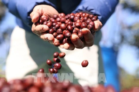 Высококачественные кофейные продукты и специальный кофе, как ожидается, помогут позиционировать бренд Buon Ma Thuot coffee. - Иллюстративное изображение (Фото: ВИA)