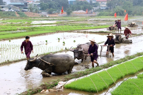 Ритуалы выхода в поля от и до выполняются жителями народности Мыонг. (Фото: ВИА) 