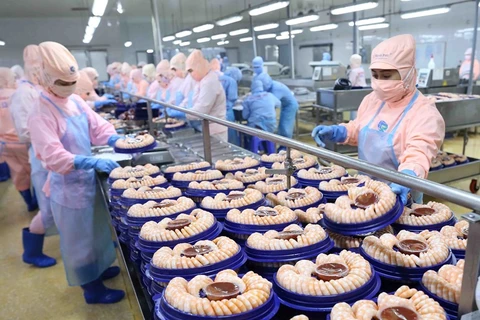 На сегодняшний день вьетнамские морепродукты экспортируются в 170 стран и территорий. На фото: Переработка креветок для экспорта на рынки США и Японии компании Minh Phu Seafood Corporation (Minh Phu Seafood Corp). (Фото: ВИА)