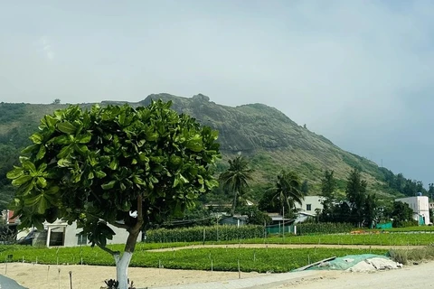 После почти 10 лет усилий в районе острова было посажено более 3 000 деревьев банг вуонг, которые сейчас цветут. (Фото: ВИА) 