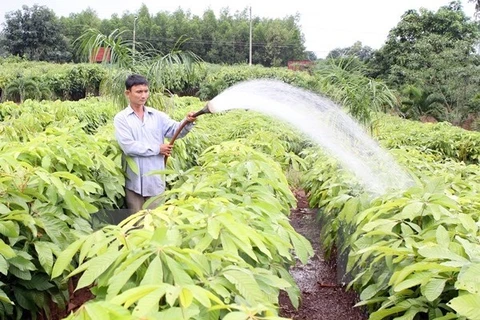 平均每年越南全国完成造林面积 20 万公顷