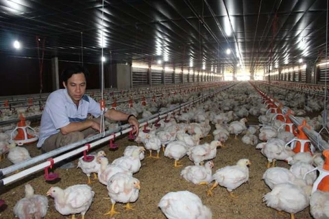 越南养鸡户