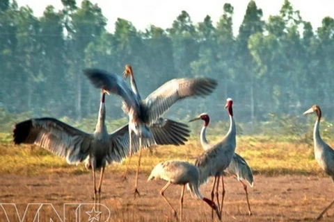 越南同塔省三农县鸟栖国家森林公园（图片来源：越通社）