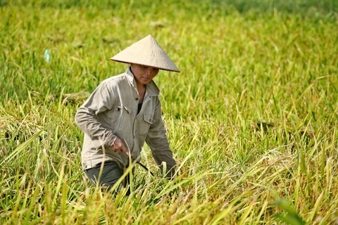 越南农业产业应进行根本性改革实现农业可持续发展（图片来源：越通社）