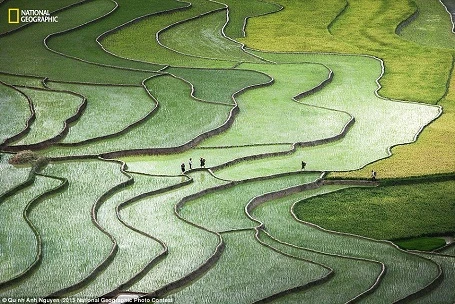 越南摄影师阮琼英在安沛省秀丽乡拍摄的梯田美景的照片。