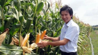 同奈省产量高达每公顷10至12吨的玉米农田（图片来源：越南人民报）