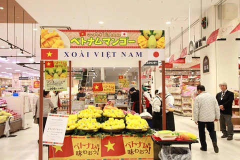 永望超市开始出售越南芒果（图片来源：越通社）