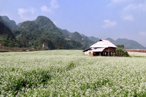 越南山罗省木州高原白油菜花深深吸引游客眼球 （图片来源于网络）