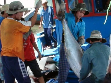 越南金枪鱼价值链商业模式收效不大