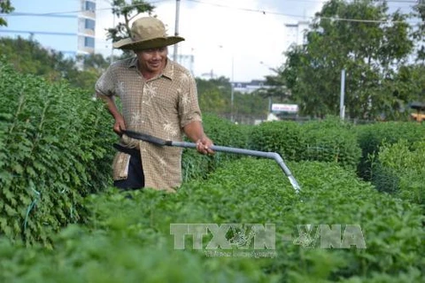 岘港市花农已开始忙碌起来，做好花卉栽培工作。