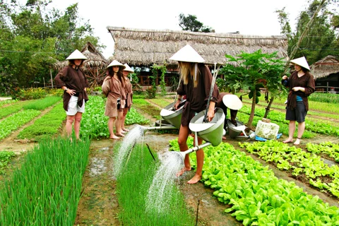 外国游客来广南省会安市当一天茶桂农民（图片来源：因特网）