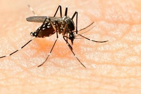 传播寨卡病毒的埃及伊蚊。