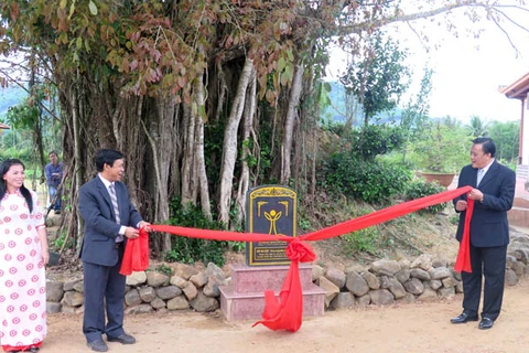 平定省怀恩县榕树荣获越南遗产树称号。