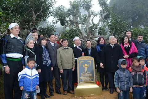 江泉乡400棵山雪茶树群越南遗产树证书颁发仪式。