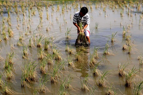 越南多地得到援助 克服旱灾及海水入侵带来的后果