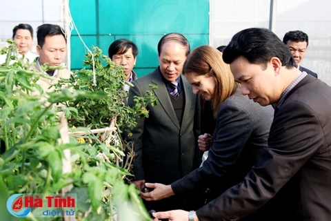 以色列驻越南大使艾利森沙哈尔视察贫瘠沙地高新技术蔬果种植试点项目