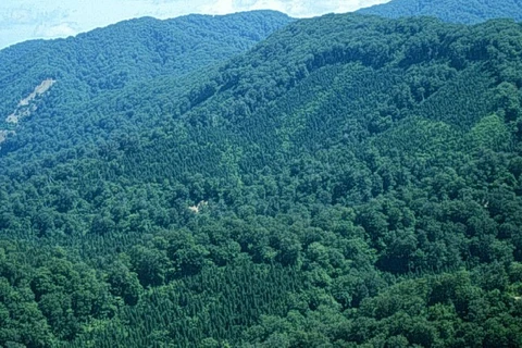 越南设立森林资源和林业用地监督信息系统